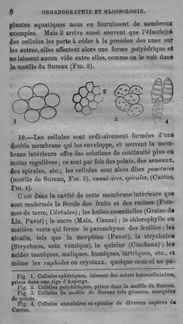 Trait lmentaire de botanique