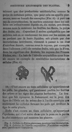 Trait lmentaire de botanique
