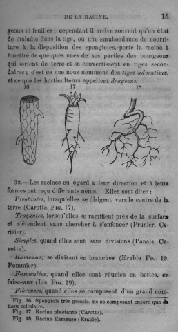 Trait lmentaire de botanique