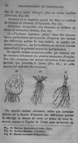 Trait lmentaire de botanique