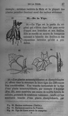 Trait lmentaire de botanique
