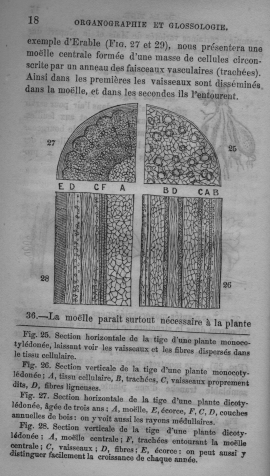 Trait lmentaire de botanique