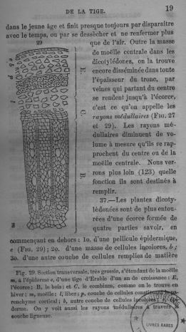 Traité élémentaire de botanique
