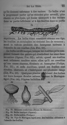 Trait lmentaire de botanique