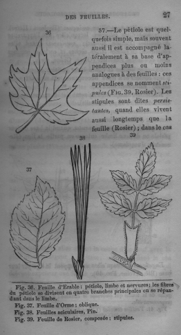 Trait lmentaire de botanique