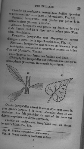 Trait lmentaire de botanique
