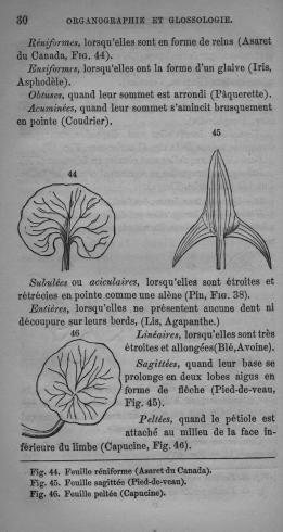 Trait lmentaire de botanique