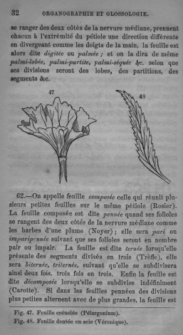 Trait lmentaire de botanique