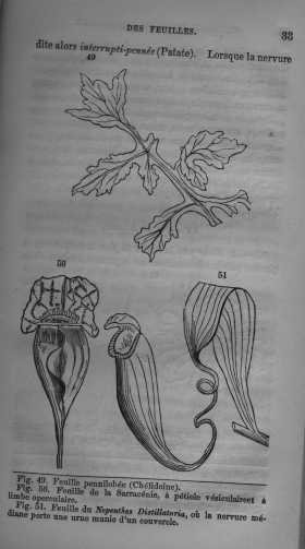 Trait lmentaire de botanique