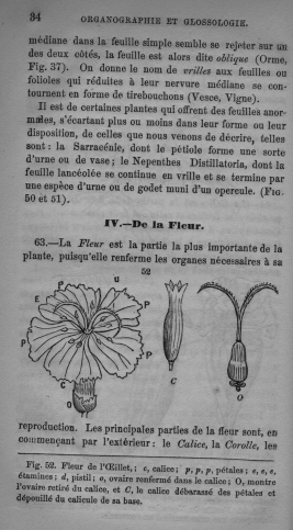 Trait lmentaire de botanique