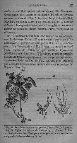 Trait lmentaire de botanique