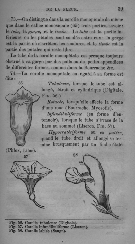 Trait lmentaire de botanique