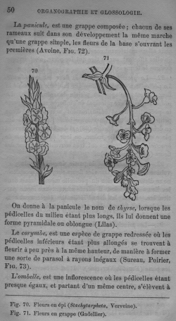 Trait lmentaire de botanique