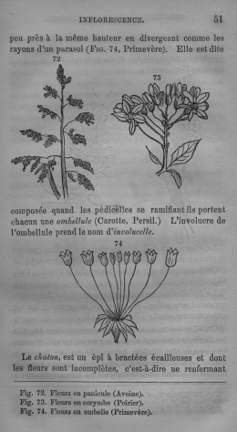 Trait lmentaire de botanique