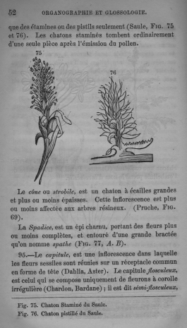 Trait lmentaire de botanique