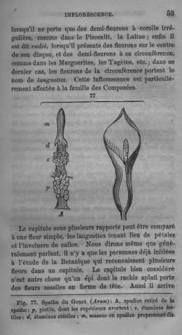 Trait lmentaire de botanique