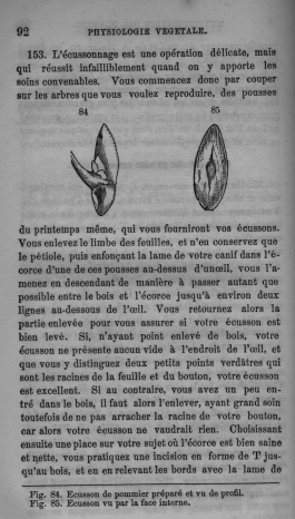 Trait lmentaire de botanique