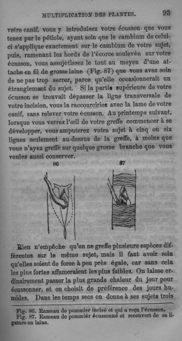 Trait lmentaire de botanique