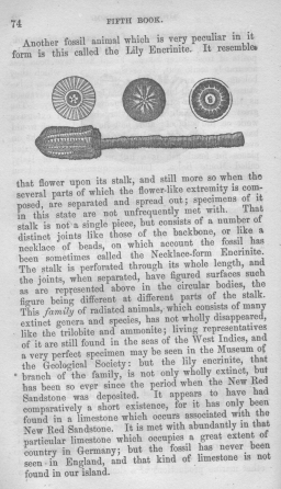Fifth book of lessons:
 for the use of schools