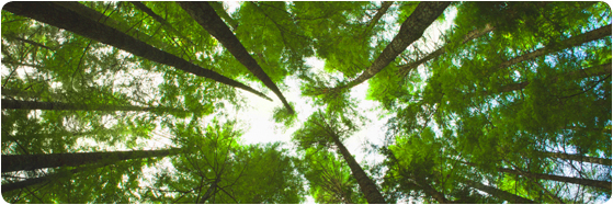 image forêt feuillus