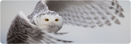 image harfang des neiges