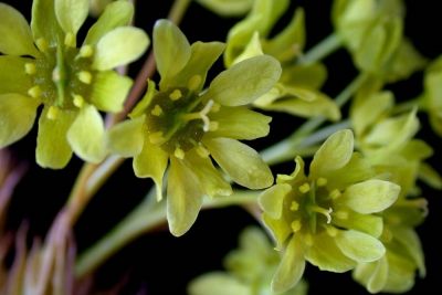 Inflorescence (fleur) de l'érable de Norvège. Photo: Gilles Ayotte, 15-p.bot-a.platanoides-027, CC-BY-SA 4.0, Kalos, Bibliothèque de l’Université Laval.