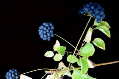 Tige, feuilles et infrutescence mature (ombelle simple, fruits, baies) de smilax herbacé. Photo: Gilles Ayotte, 15-p.bot-lilia.smilax-29, CC-BY-SA 4.0, Kalos, Bibliothèque de l’Université Laval. Photo de smilax herbacé
